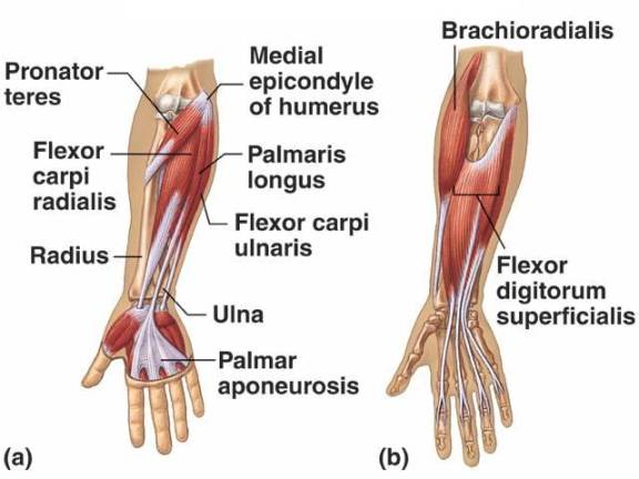 Los Angeles, West Hollywood, Beverly Hills Chiropractic Carpal Tunnel Pain Relief